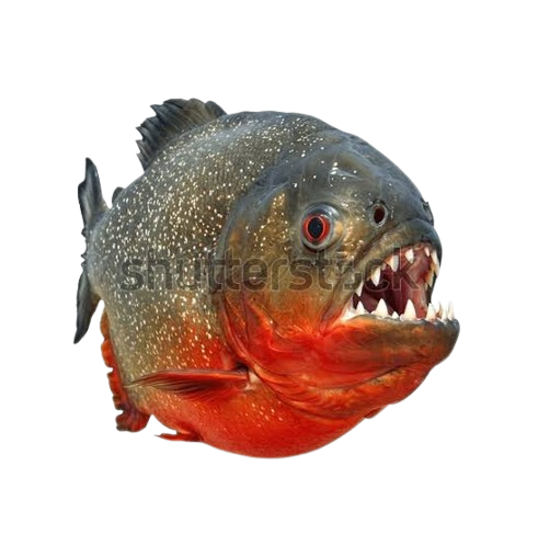 1785259582161.png
