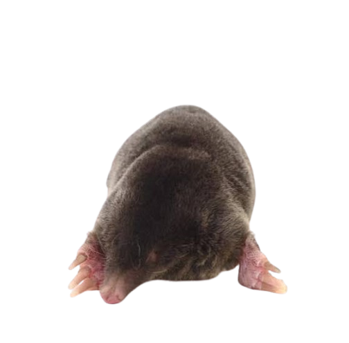 1785262059184.png