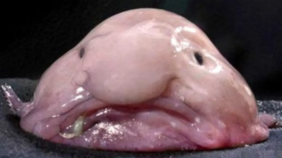 blobfish_0.png